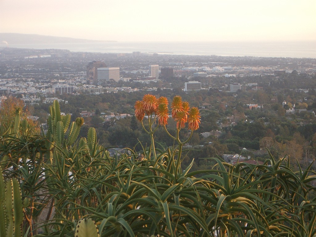 IMGP2429