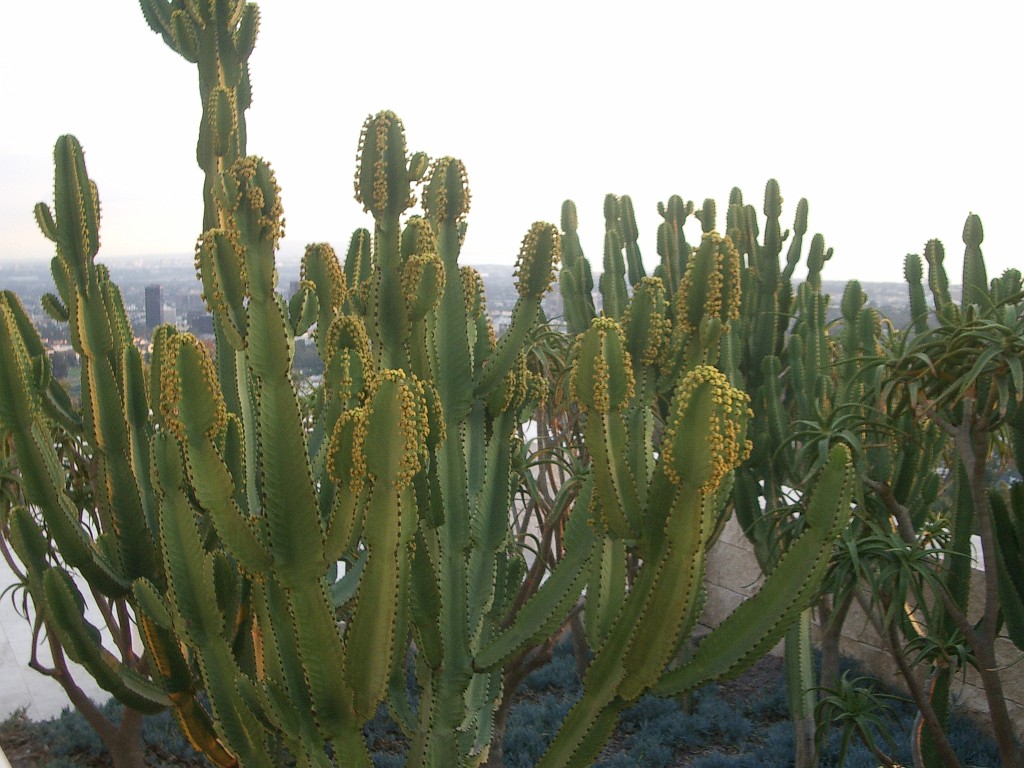 IMGP2431