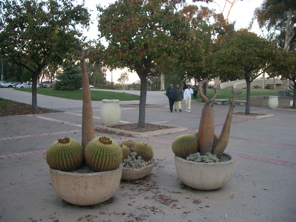 IMGP2377