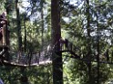 Northwest2007-Vancouver-0797 Treetops Adventure pathway