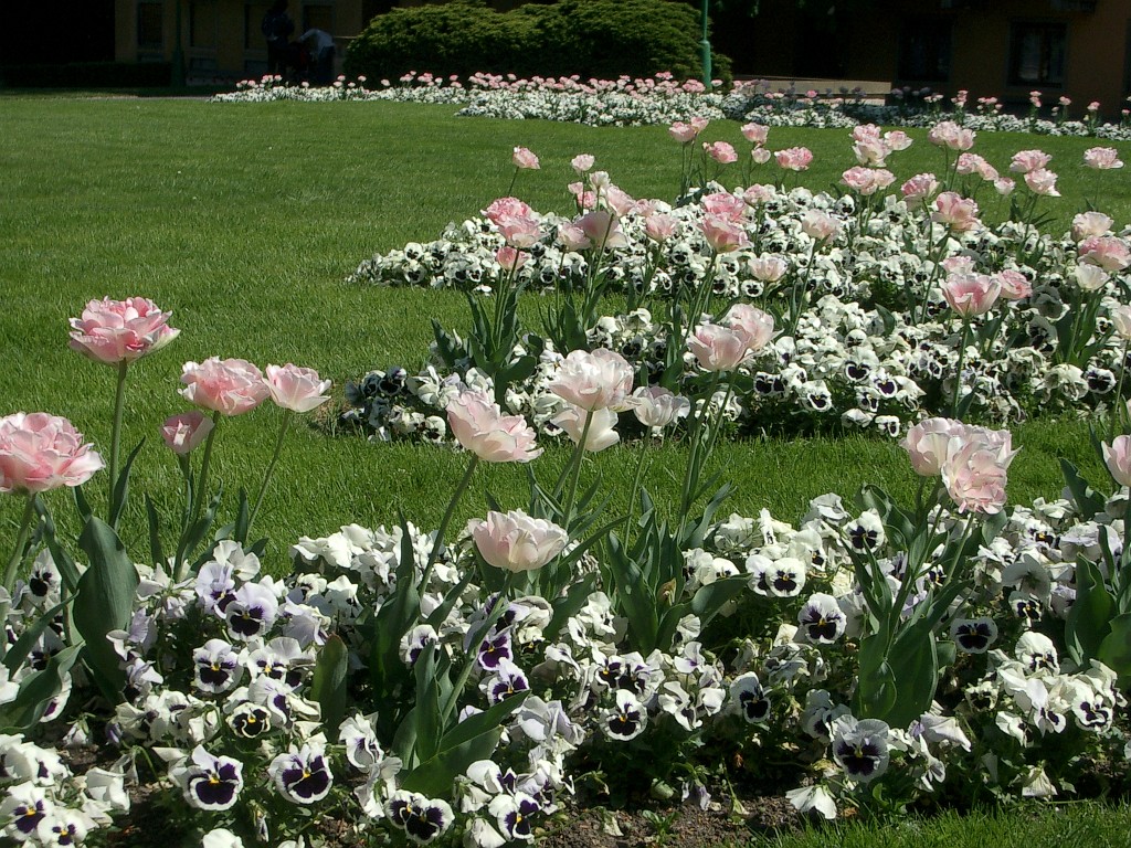 IMGP5187