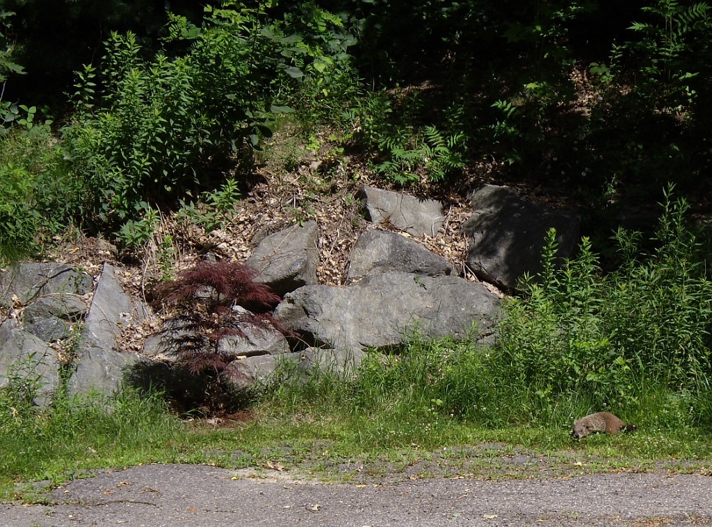 summer2007-0230