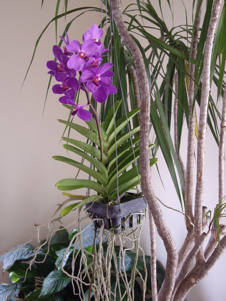 spring2008-6677