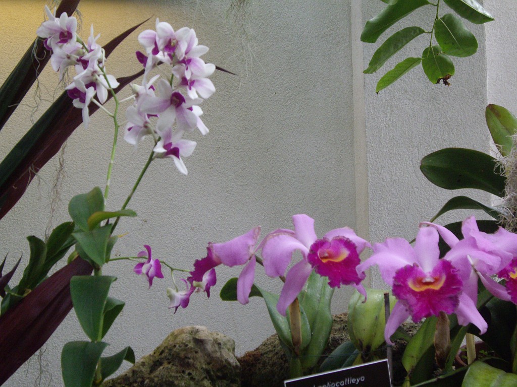 spring2009-8142