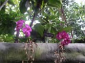 spring2009-8139 