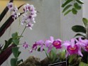 spring2009-8142 