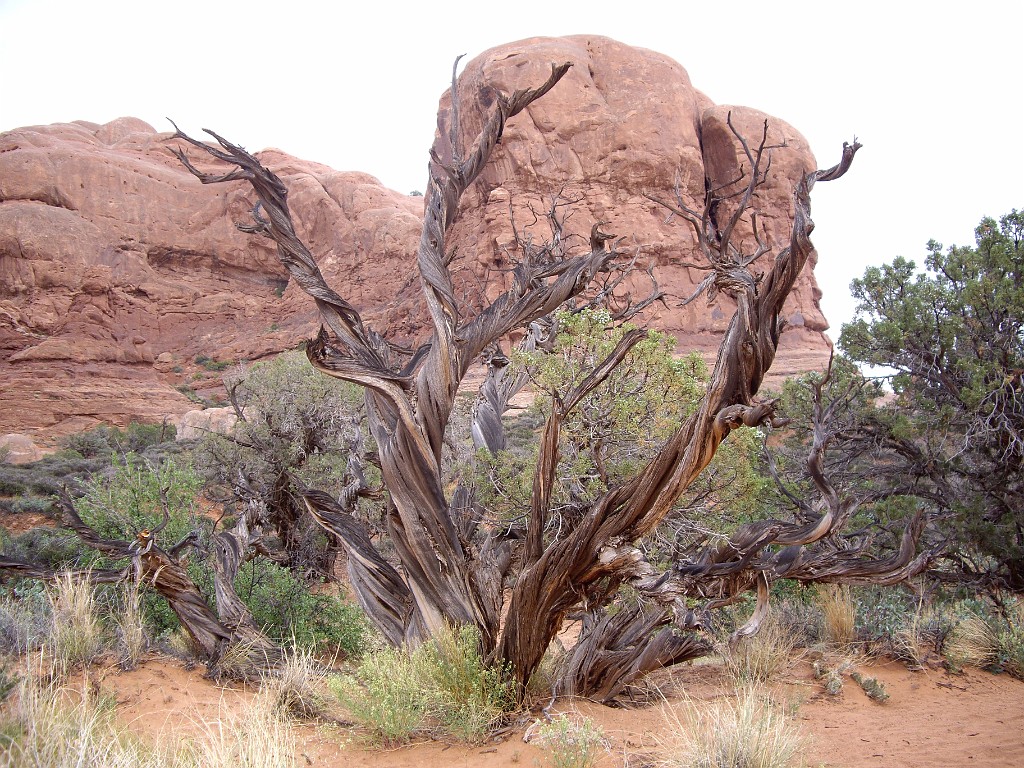 UT2009-Arches-8531