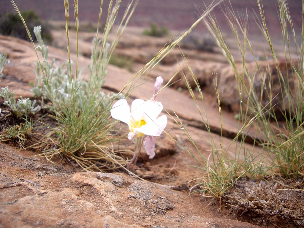 UT2009-Arches-8572