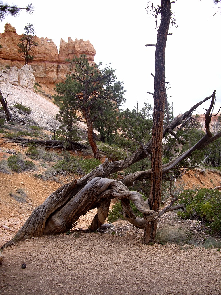 UT2009-Bryce-8443