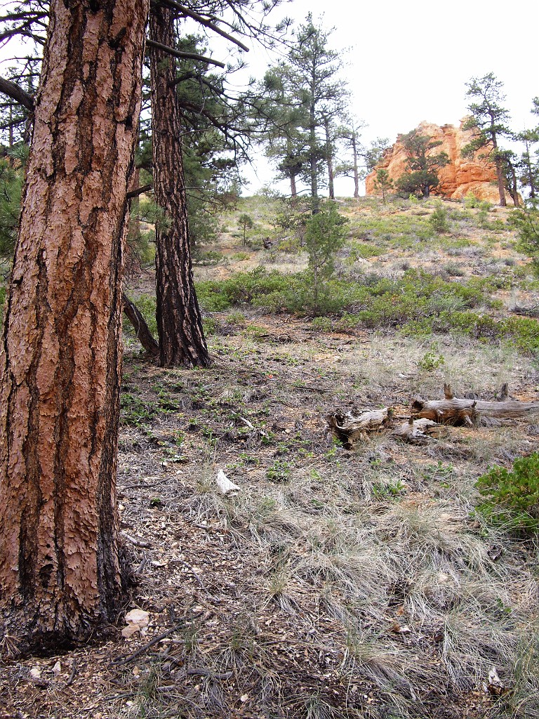 UT2009-Bryce-8444