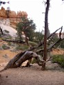 UT2009-Bryce-8443