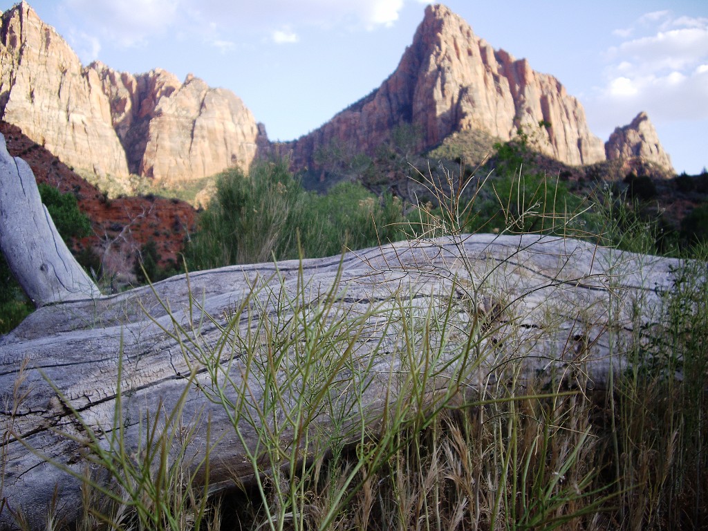 UT2009-Zion-8306