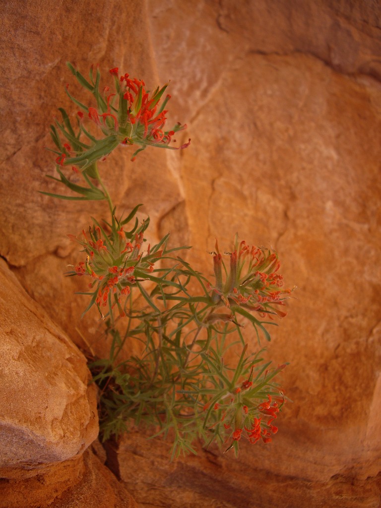UT2009-Zion-8356