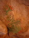 UT2009-Zion-8356 