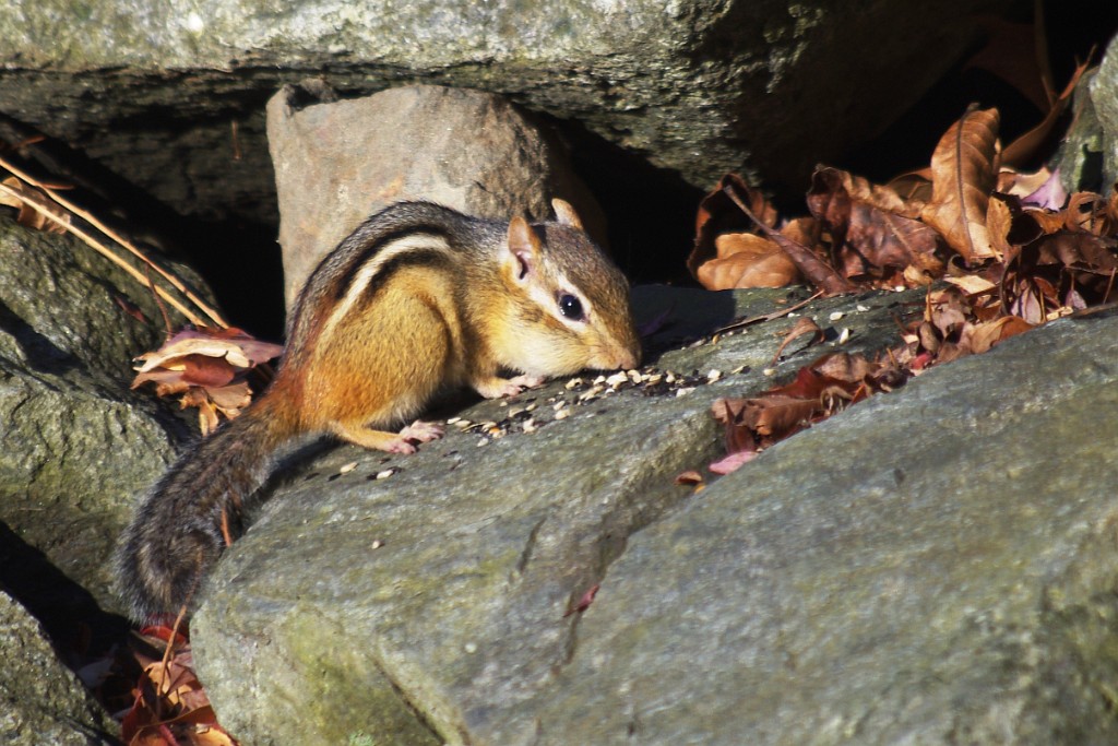 fall2012-IMGP3124