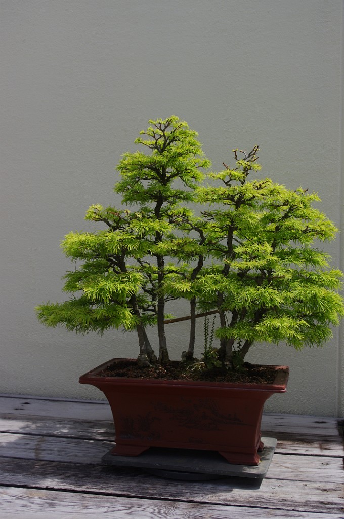 spring2012-DC-Bonsai-2204