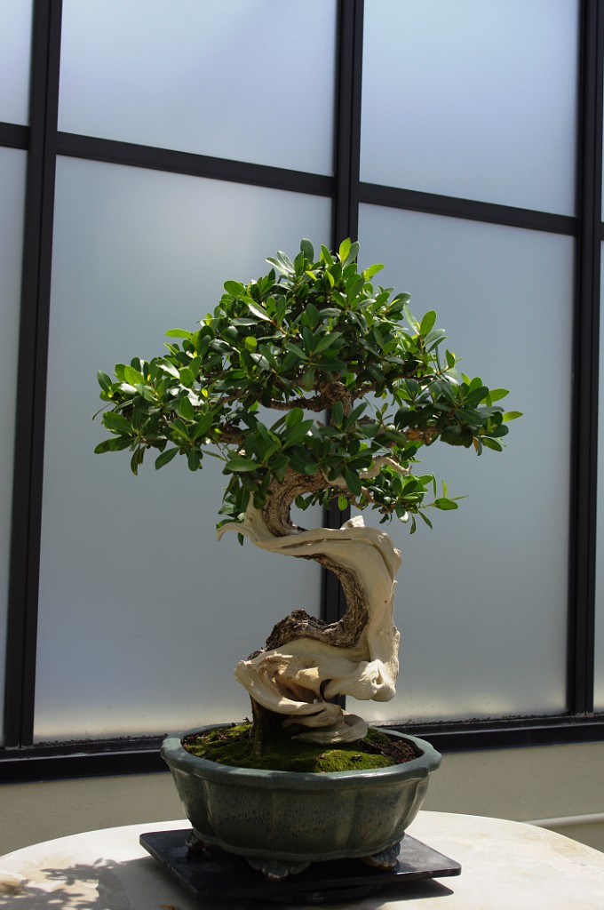 spring2012-DC-Bonsai-2231