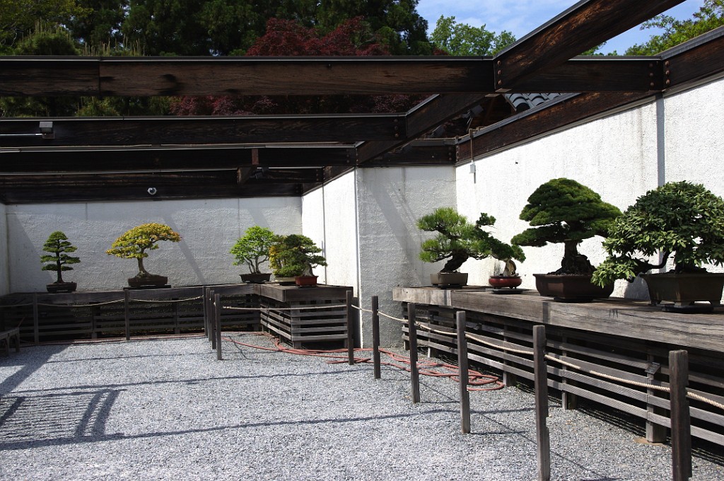 spring2012-DC-Bonsai-2250