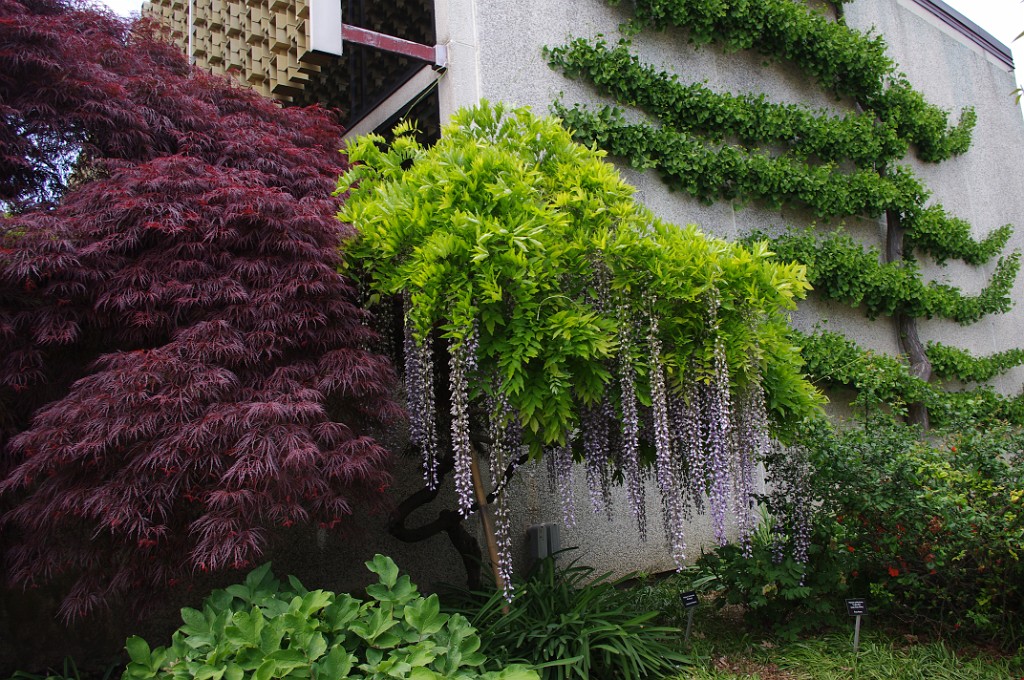 spring2012-DC-Bonsai-2296