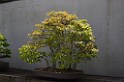 spring2012-DC-Bonsai-2264 
