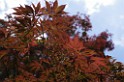 spring2012-DC-Bonsai-2281 