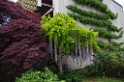 spring2012-DC-Bonsai-2296 
