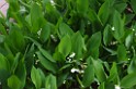 spring2012-DC-Bonsai-2320 
