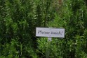 spring2012-DC-Bonsai-2323 