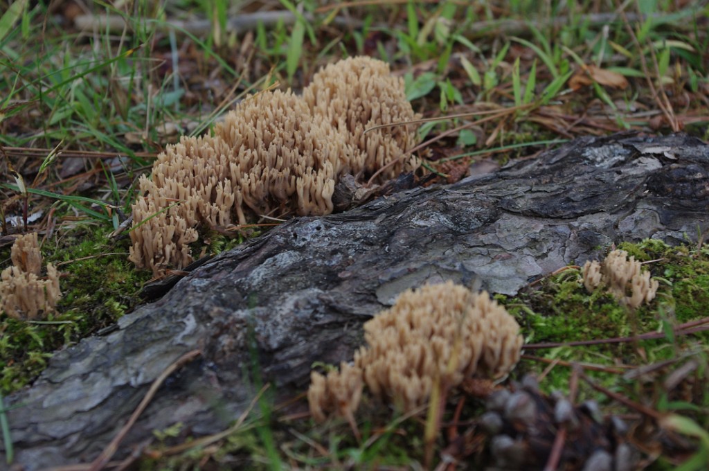 fall2013-Niskayuna-IMGP5051