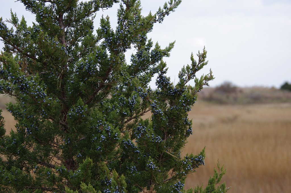 fall2013-Mashpee-IMGP5276