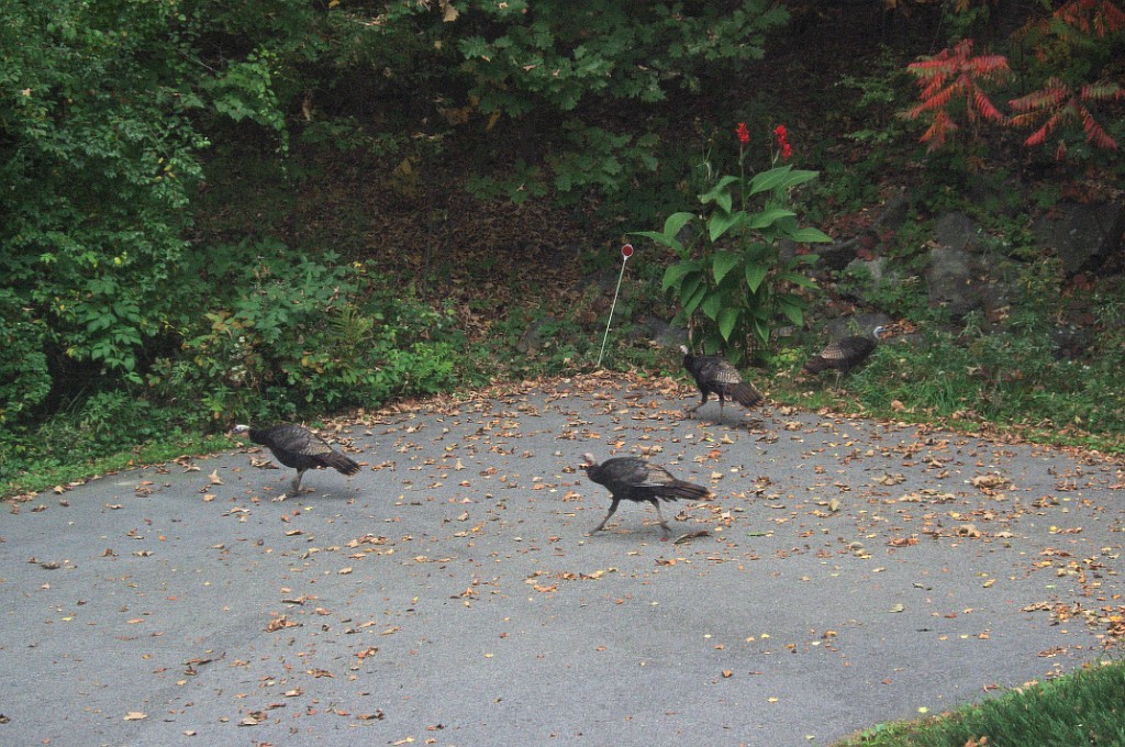 fall2013-IMGP5057