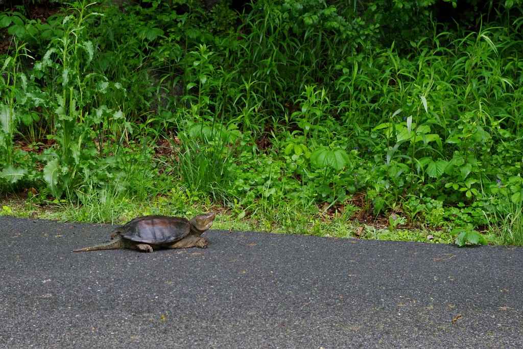 spring2013-turtle-IMGP3447