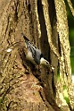 spring2013-nuthatch-IMGP3544-crop White-breasted Nuthatch
