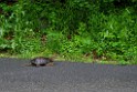spring2013-turtle-IMGP3447 Snapping turtle came to our driveway