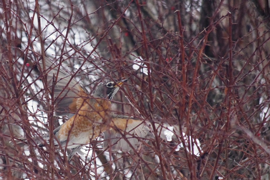 winter2013-birds-IMGP3339