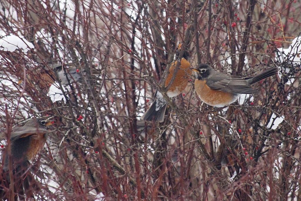 winter2013-birds-IMGP3346