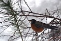 winter2013-birds-IMGP3326 American Robin