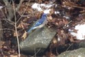 winter2013-birds-IMGP3376 Blue Jay