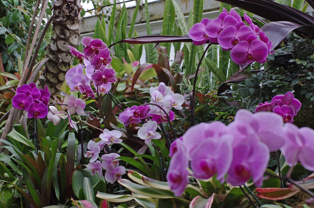 spring2014-Pittsburgh-Phipps-IMGP5686