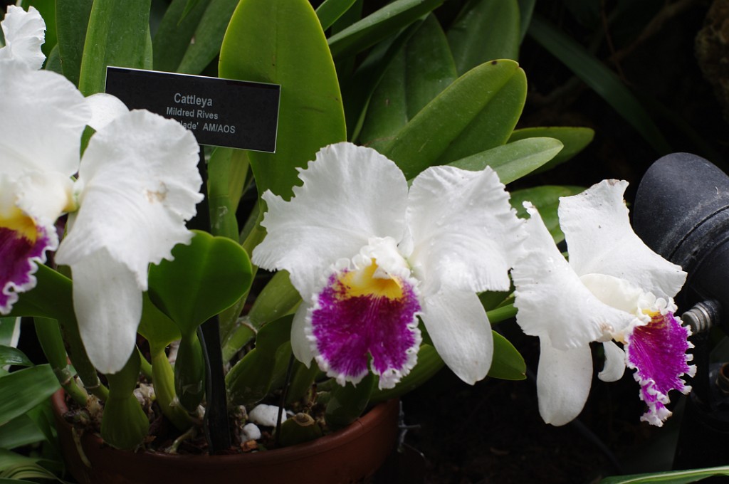 spring2014-Pittsburgh-Phipps-IMGP5700