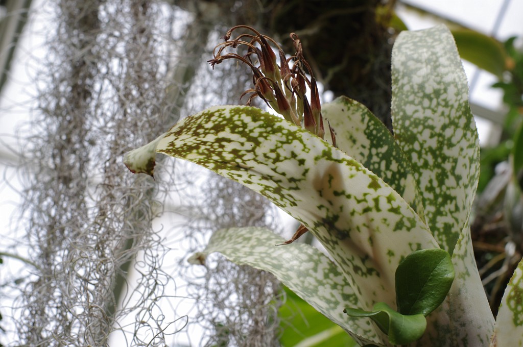 spring2014-Pittsburgh-Phipps-IMGP5733