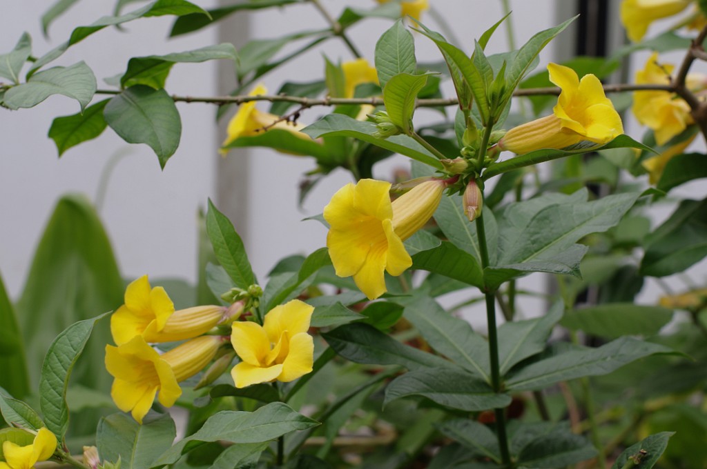 spring2014-Pittsburgh-Phipps-IMGP5748