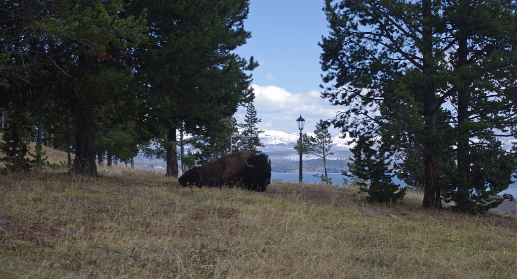 yellowstone2017-6-IMGP8748