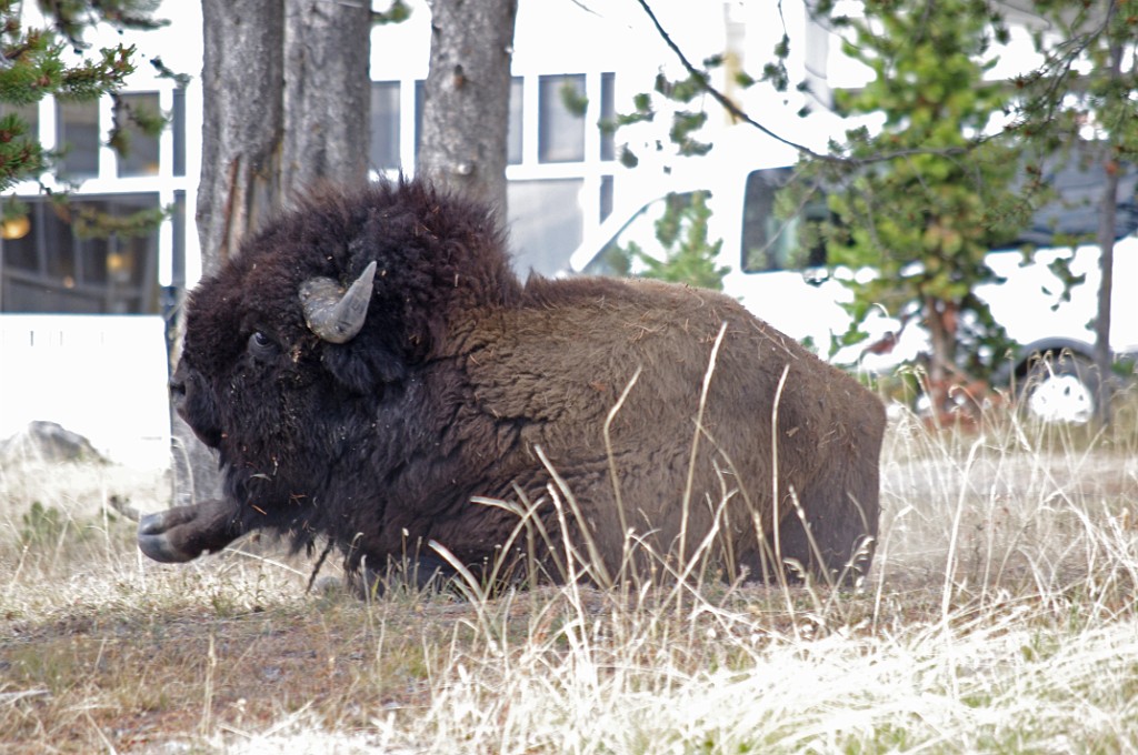 yellowstone2017-6-IMGP8765