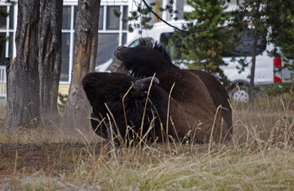 yellowstone2017-6-IMGP8767