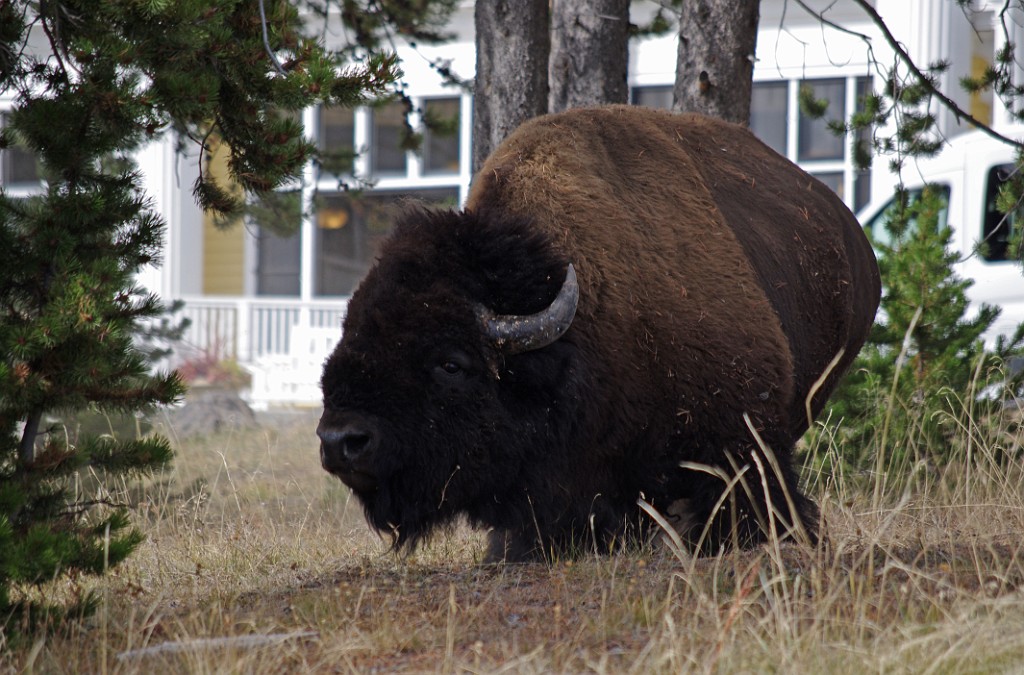 yellowstone2017-6-IMGP8770