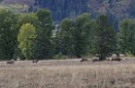 yellowstone2017-6-IMGP8925