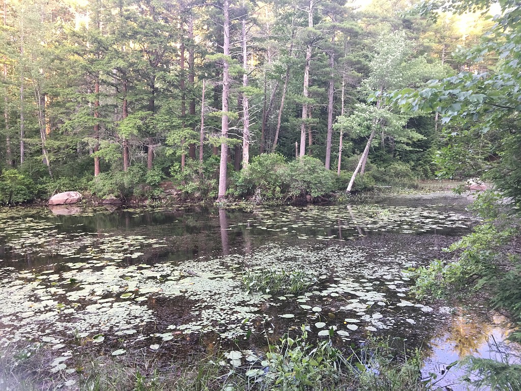 summer2018-PawtuckawayPark-IMG_7144