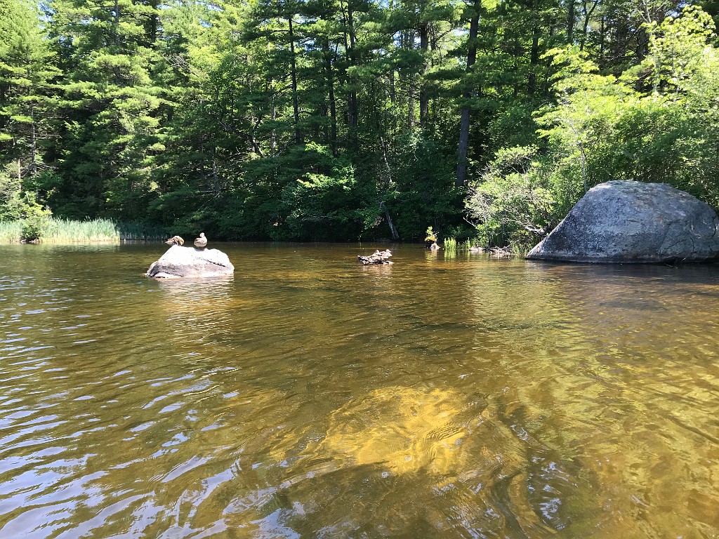 camping2020-Pawtuckaway-IMG_3638
