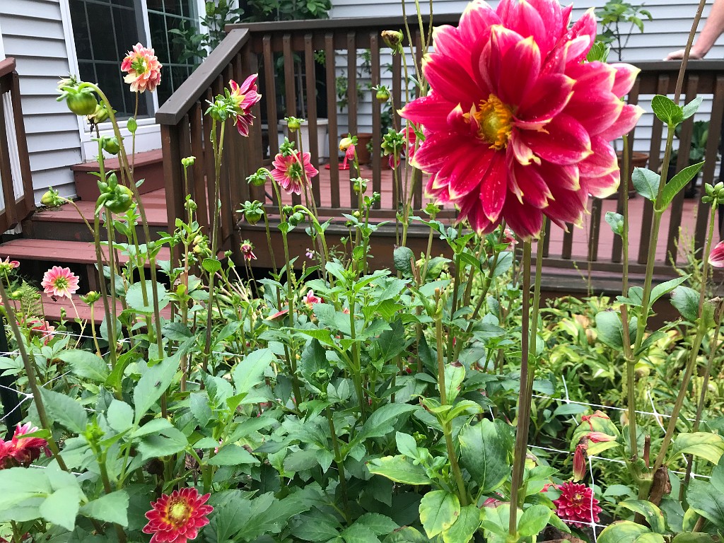 summer2020-Epping-IMG_3837
